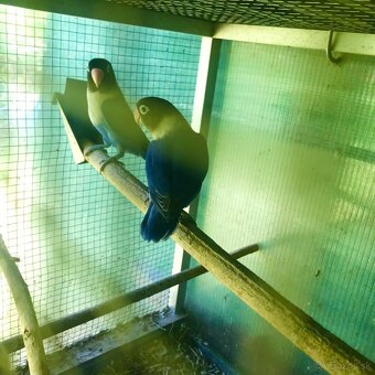 Agapornis skraboskovy - 2