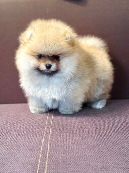 Pomeranian - 2