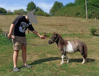 Predám žrebca mini pony - 2