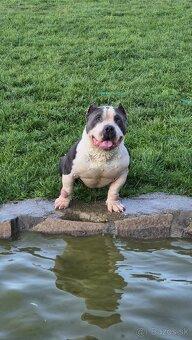 American bully pocket - 2