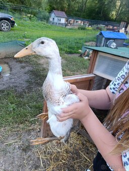 Indické bežce káčer+kačica - 2