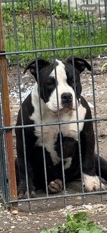 American bully - 2