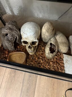 Gekončík nočný - 2