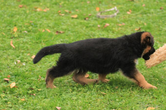 Německy ovčiak - 2