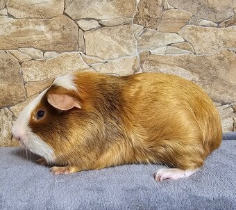 Morské prasiatka - 2