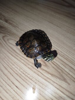 Mladé vodné korytnačky písmenkové – cca 1 rok - 2