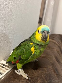 Amazoňan modročerveny - 2