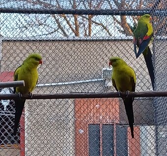 Predám papagája horského samca: - 2