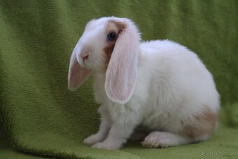 Zakrslý králik - samička rex barančeka s modrými očkami - 2