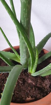 Aloe veľká - 2