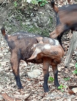 Predám capkov + 1 kožička rohata - 2