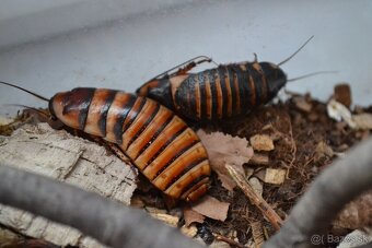 Elliptorhina javanica - 2