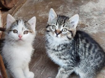 Darujem dve mačičky - 2