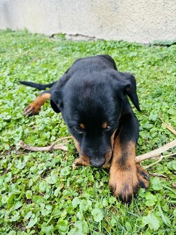 Na predaj šteniatka Rottweilera 🐶Eladó rottweiler kiskutyá - 2