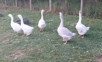 Na predaj cholmogorské húsatá + pižmové a indické kačky - 2