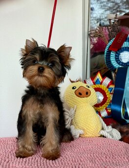 York, Yorkshire, Yorkshirsky terier, mini yorkshire - 2