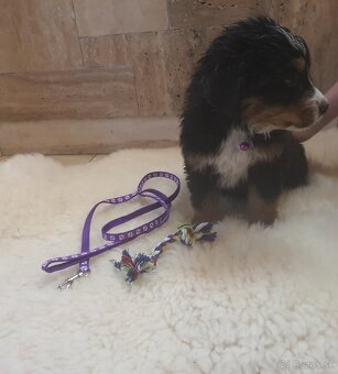 Bernský salašnický pes - 2