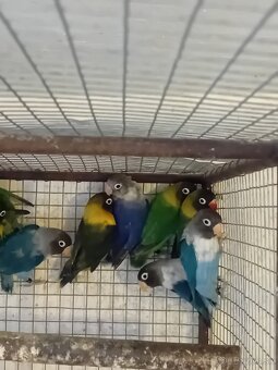 Agapornis škraboškovy - 2