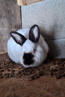 Kalifornský králik - 2