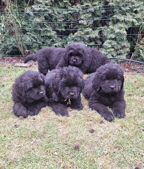 Novofundlandský pes - 2