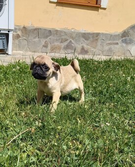 Mops - 2