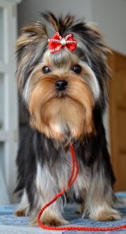 Yorkshire Terrier s PP - 2