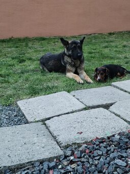 Predám nemecký ovčiak vola sa Teddy ma 15 mesiacov - 2