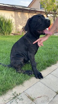 Bandog - 2