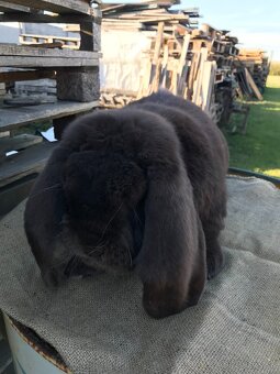 Francúzskeho barana - 2