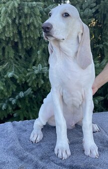 Porcelaine – štěniatko s PP - 2