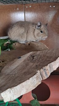Osmak degu - 2
