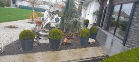 Predam buxus-kruspan - 2