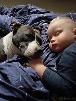 Americký Stafford - 2