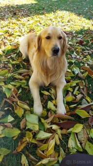 Zlatý retriever na krytie - 2