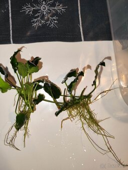 Akvárijne rastliny - 2