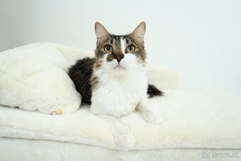 MONTY hľadá domov - 2