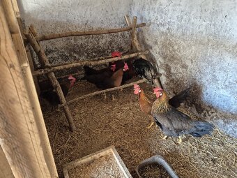 Násadové vajíčka - 2