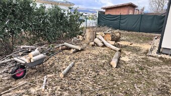 Darujem topoľové drevo - 2