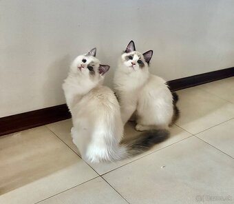 Mačiatka Ragdoll s PP - 2