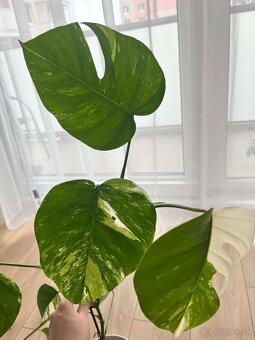 Monstera Albo Variegata - 2
