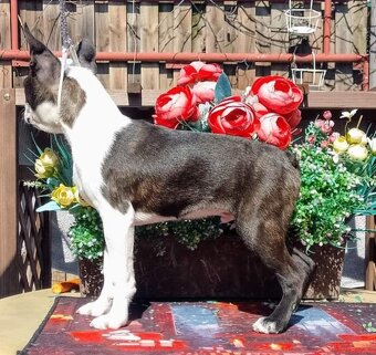 Bostonsky Terier,Boston Terrier,Boston - 2