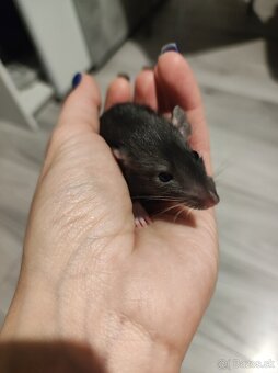 Dumbo potkan - 2