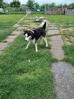Darujem husky psíka - 2