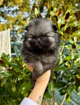 Pomeranian mini šable - 2