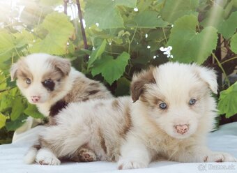 Border Collie, kolia - 2