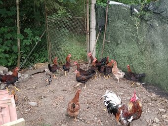 4 mäsa ne kohúty Vlaska Jarabicia - 2