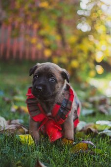 Šteniatka belgický ovčiak malinois s PP - 2