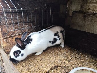 Český Strakáč - 2