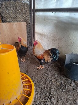 Predám kohútov : - 2