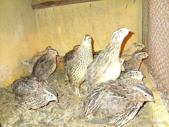 Japonske prepelice - 2